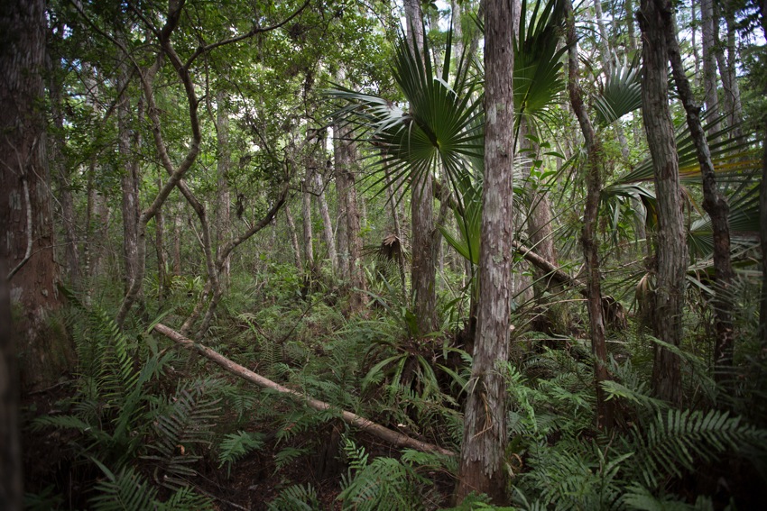 Corkscrew Swamp Sanctuary