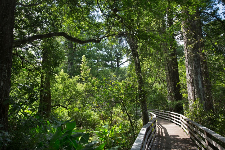 Corkscrew Swamp Sanctuary