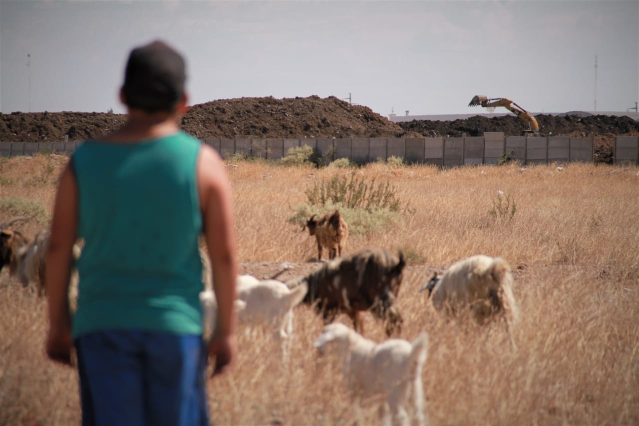 A man watches as his livestock graze near heavy machinery working at an oil and gas waste processing facility in Argentina's Neuquén province