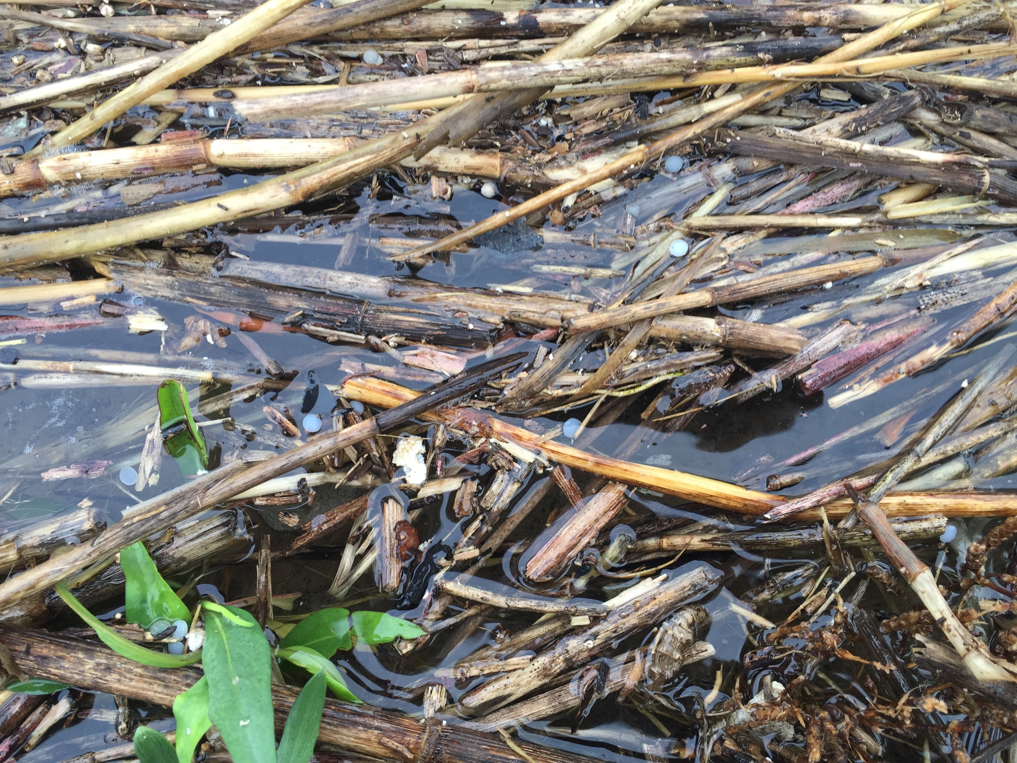 nurdles in the water and plant debris in South Carolina