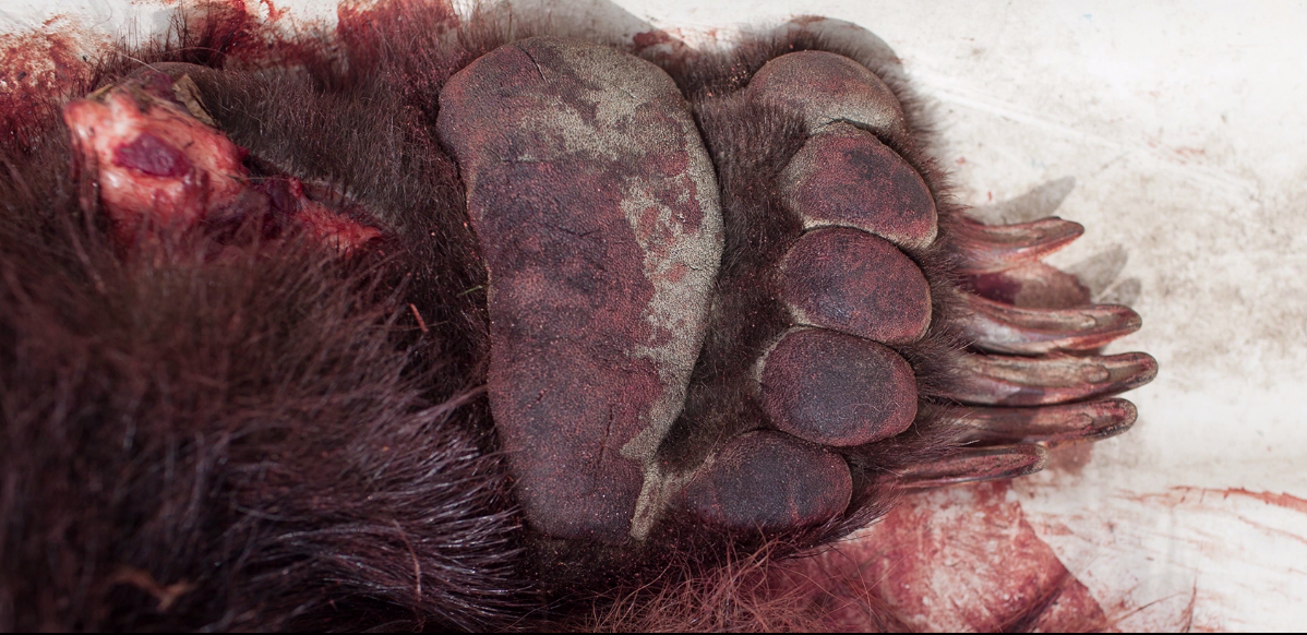 Grizzly bear paw