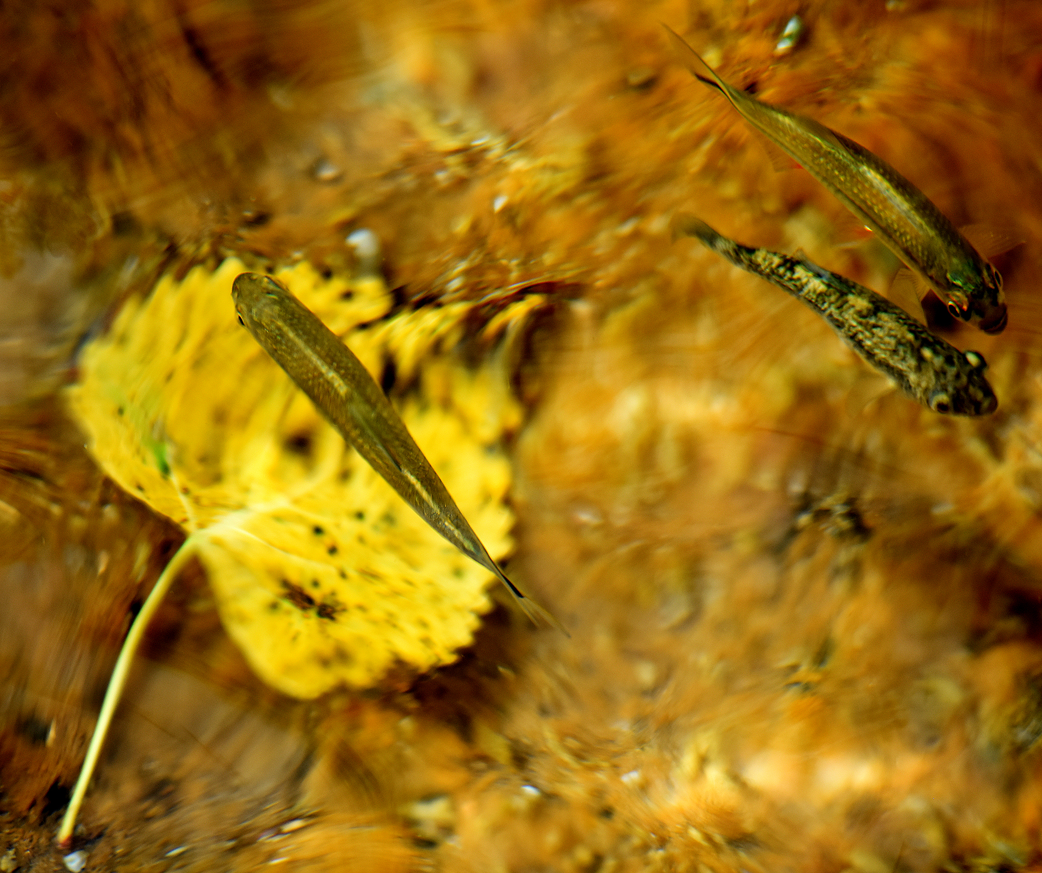 Comanche Springs Pupfish swimming with another endangered fish species