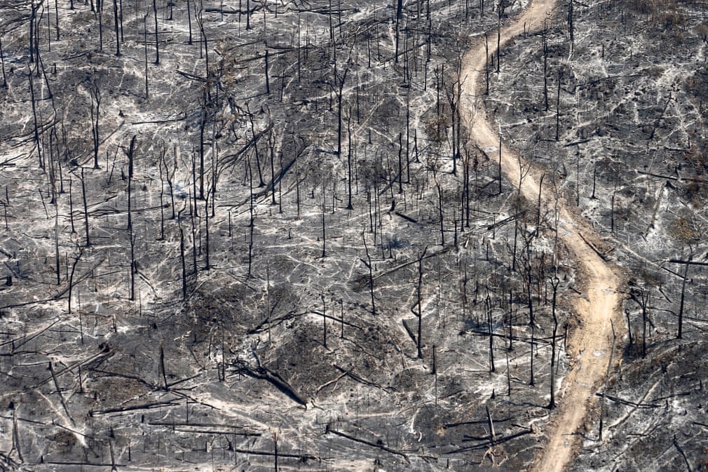 Deforestation, Forest Degradation, and Climate Change - DeSmog