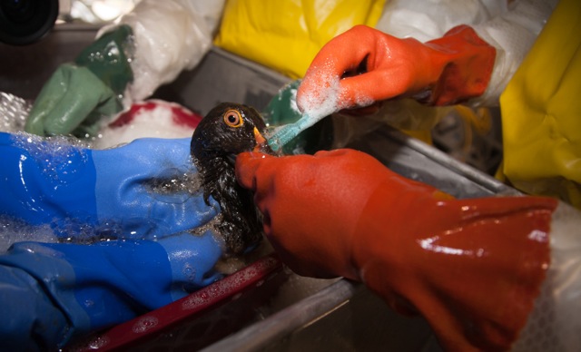 Oil bird being washed off. 