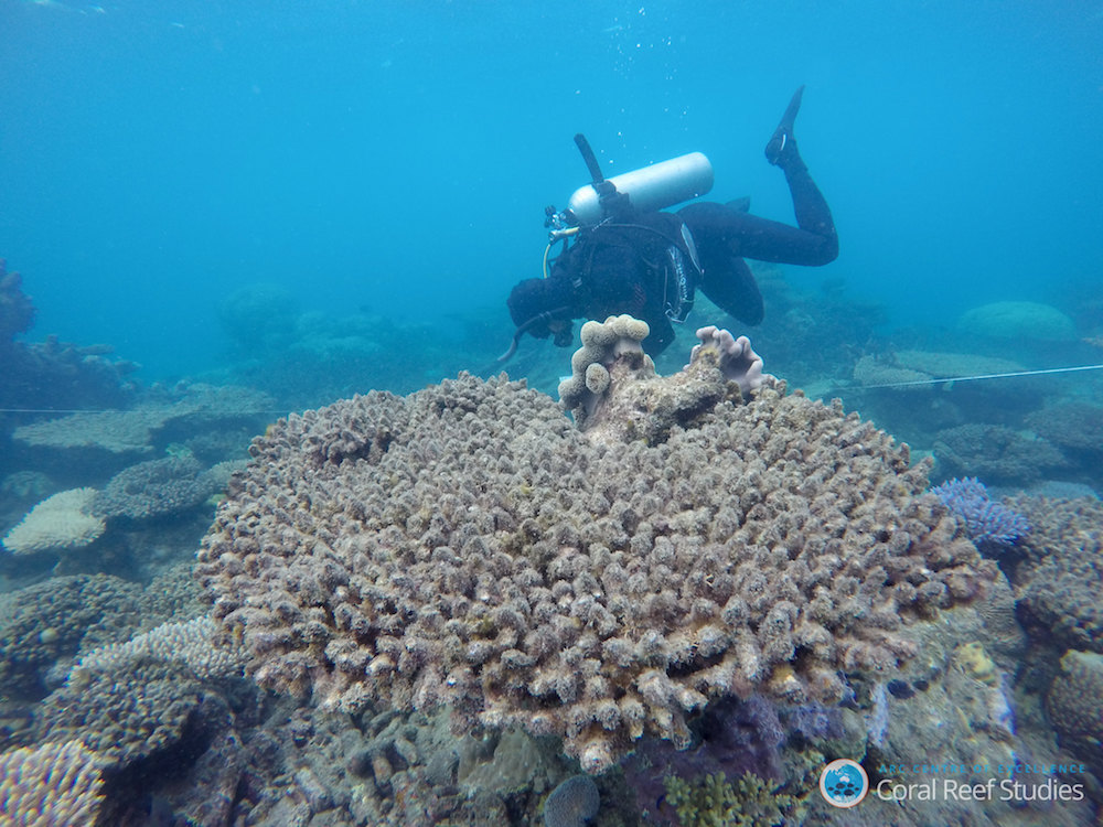 Researcher diving to observe dead and bleached coral on Great Barrier Reef.