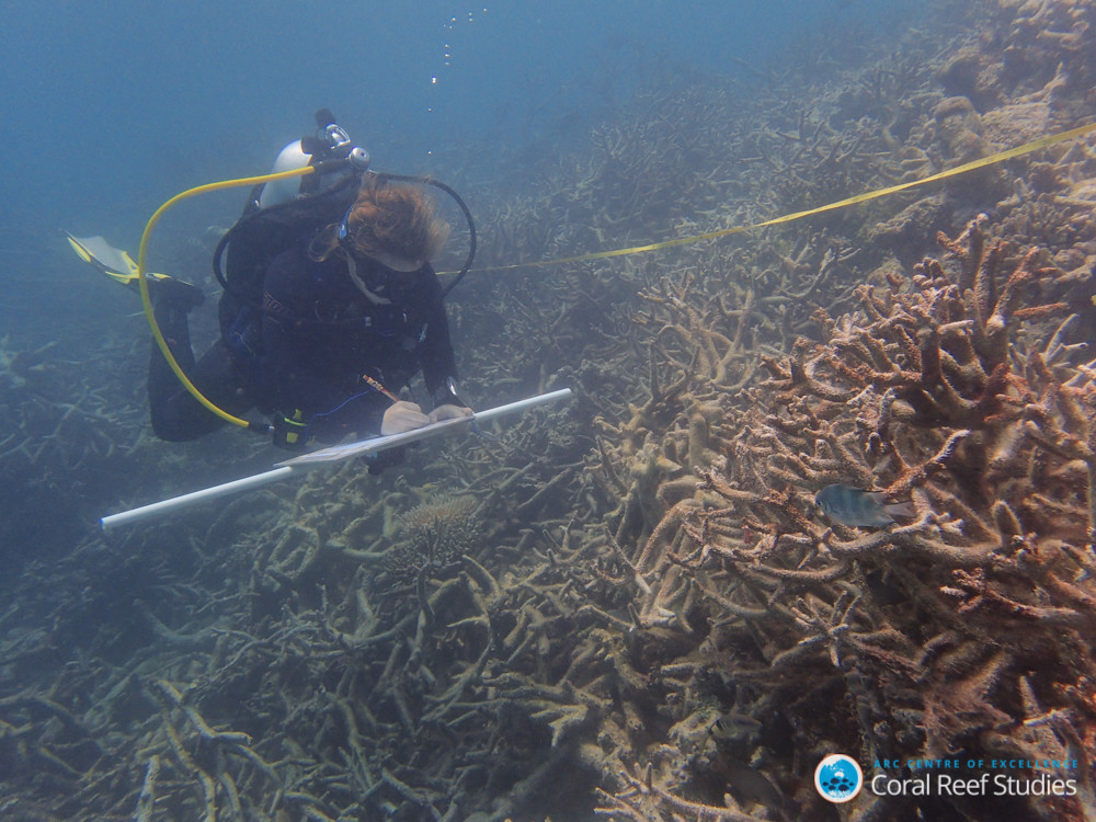 Bleaching on the Great Barrier Reef in 2016