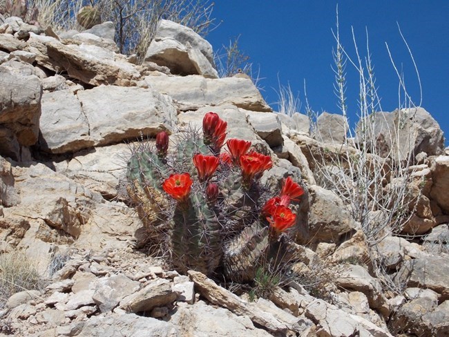 Claret cup blooming in Carlsbad Caverns National Park