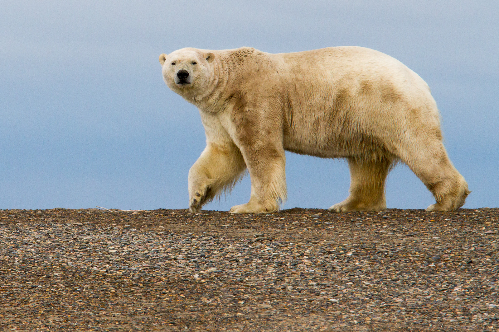 Polar bear on an island in the Beaufort Sea